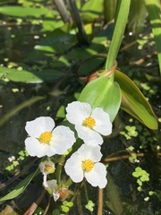 Sagittaria rigida