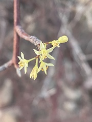 Bursera microphylla