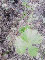 Aconitum septentrionale
