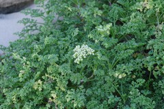 Dasispermum suffruticosum