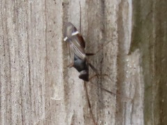 Cremnocephalus albolineatus