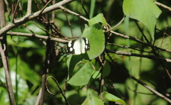 Lieinix nemesis atthis