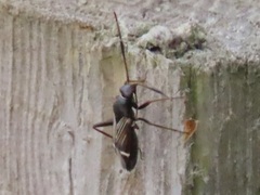 Cremnocephalus albolineatus