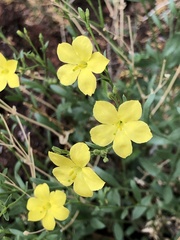 Talinum polygaloides