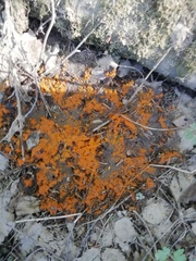 Byssonectria terrestris