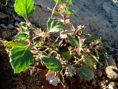 Forsskaolea
