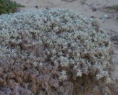 Achyranthemum argenteum