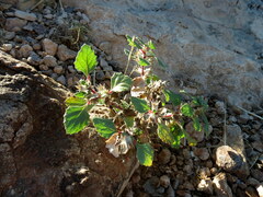 Forsskaolea