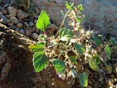 Forsskaolea