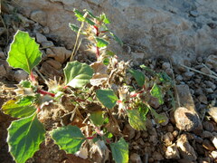Forsskaolea