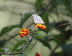 Lieinix nemesis atthis