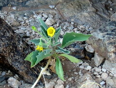 Osteospermum microcarpum microcarpum