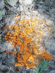 Byssonectria terrestris