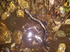 Plethodon hubrichti