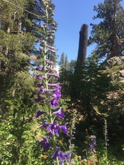 Delphinium glaucum