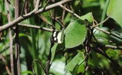 Lieinix nemesis atthis