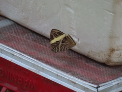 Colobura dirce wolcotti