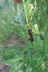 Metopeurum fuscoviride