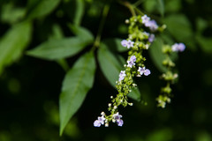 Vitex negundo negundo