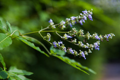 Vitex negundo negundo