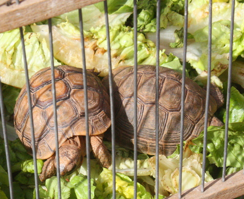 Testudo graeca