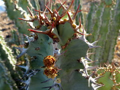 Euphorbia virosa
