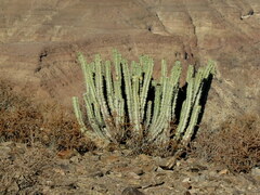 Euphorbia virosa