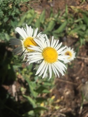 Erigeron coulteri