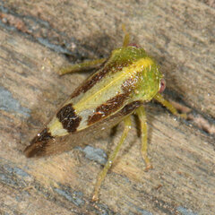 Atymna helena