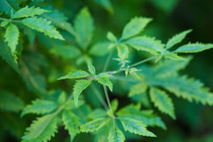 Vitex negundo negundo