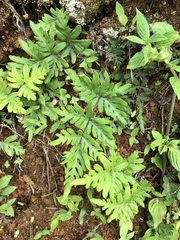 Pteris ensiformis