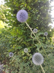 Echinops bannaticus