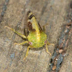 Atymna helena