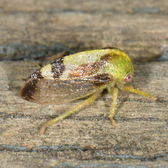 Atymna helena