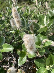 Salix richardsonii