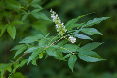 Vitex negundo negundo