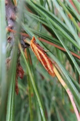 Sparganothis tristriata