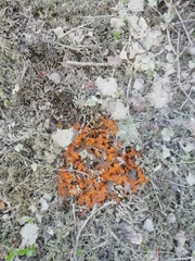 Byssonectria terrestris