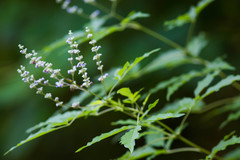 Vitex negundo negundo