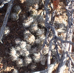 Anacampseros filamentosa