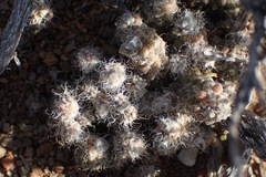 Anacampseros filamentosa