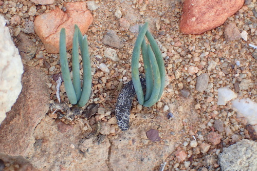 Image of Ornithogalum multifolium by (c) Nicola van Berkel, some rights reserved (CC BY-SA)