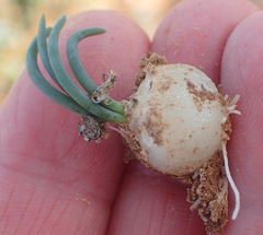 Ornithogalum multifolium