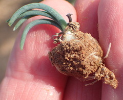 Ornithogalum multifolium