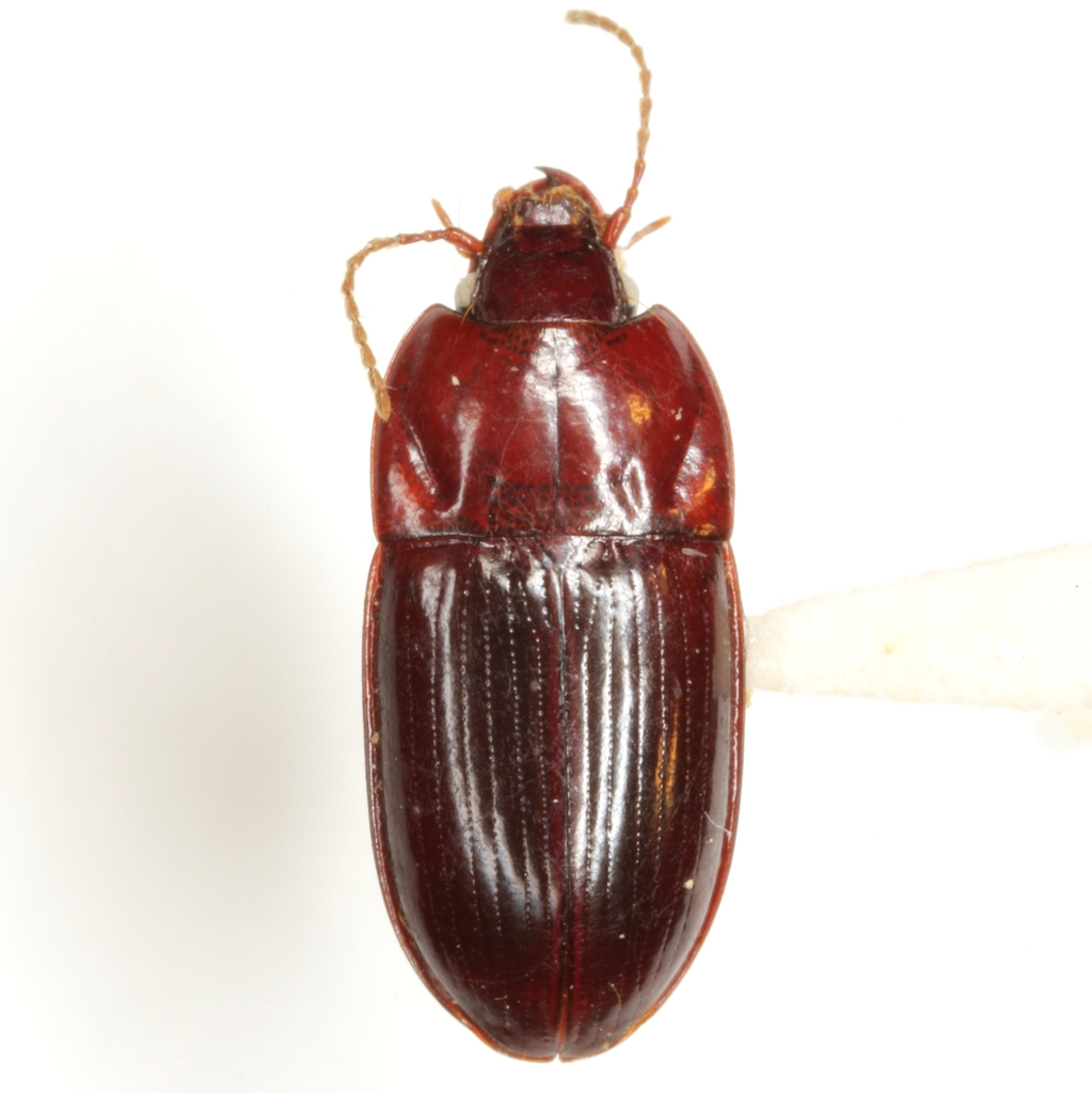 Dercylinus