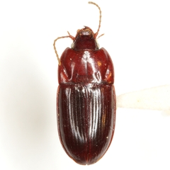 Dercylinus impressus