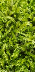 Cirriphyllum crassinervium