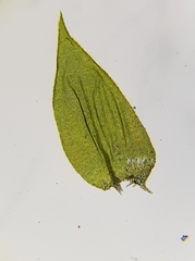 Cirriphyllum crassinervium