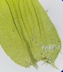 Cirriphyllum crassinervium