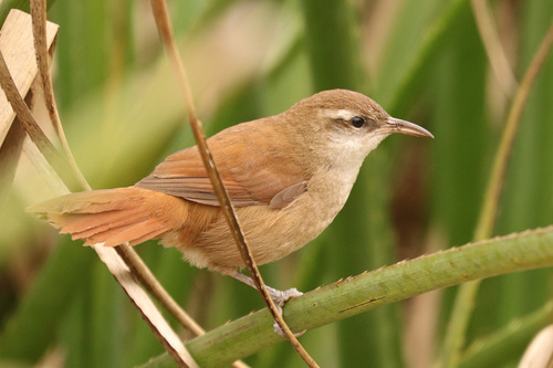 Kromsnavelrietkruiper (Limnornis curvirostris)